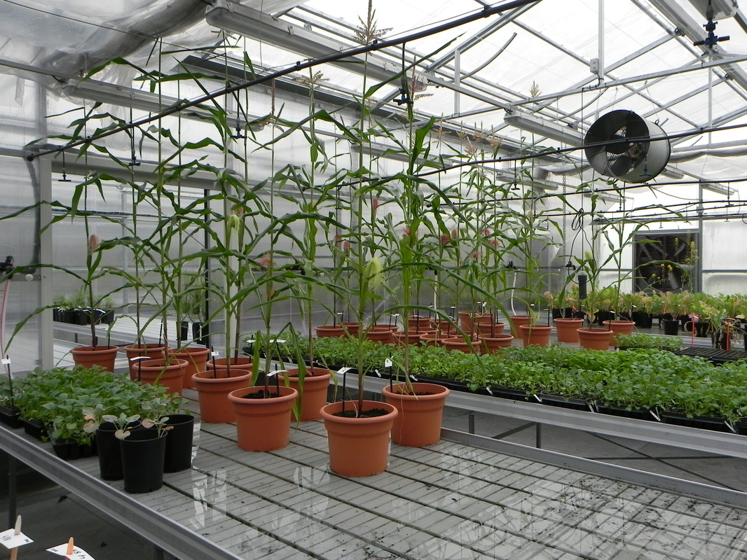MBG greenhouse