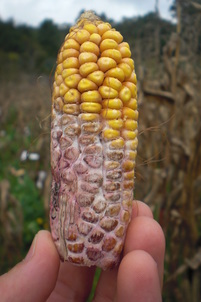 Fusarium in maize ear